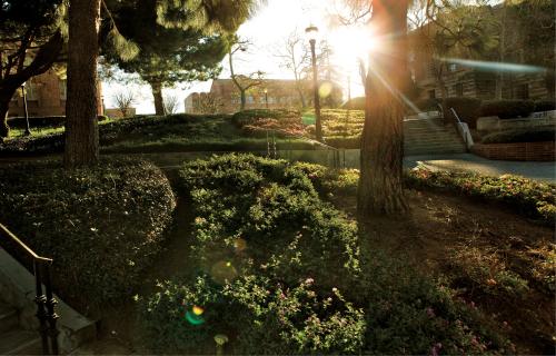 Bruin walk at sunset