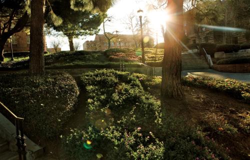 Sunlight filtering through trees in a serene garden setting.