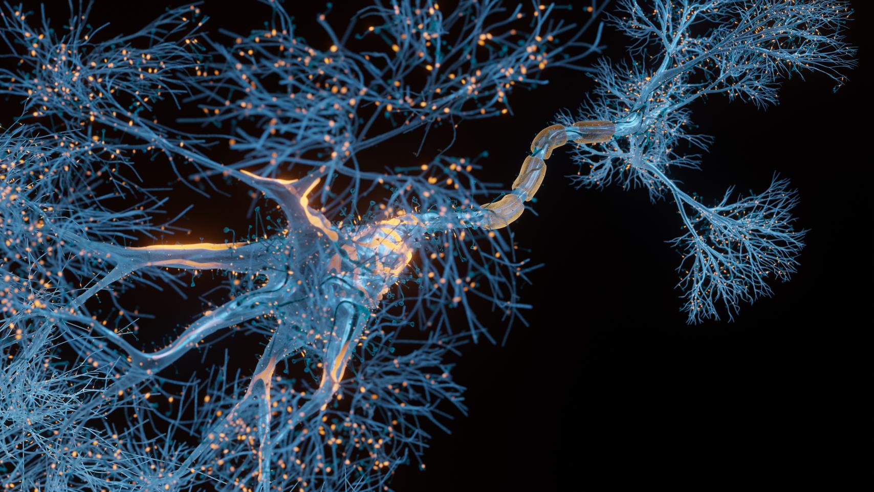 3D Graphic closeup of a human neuron