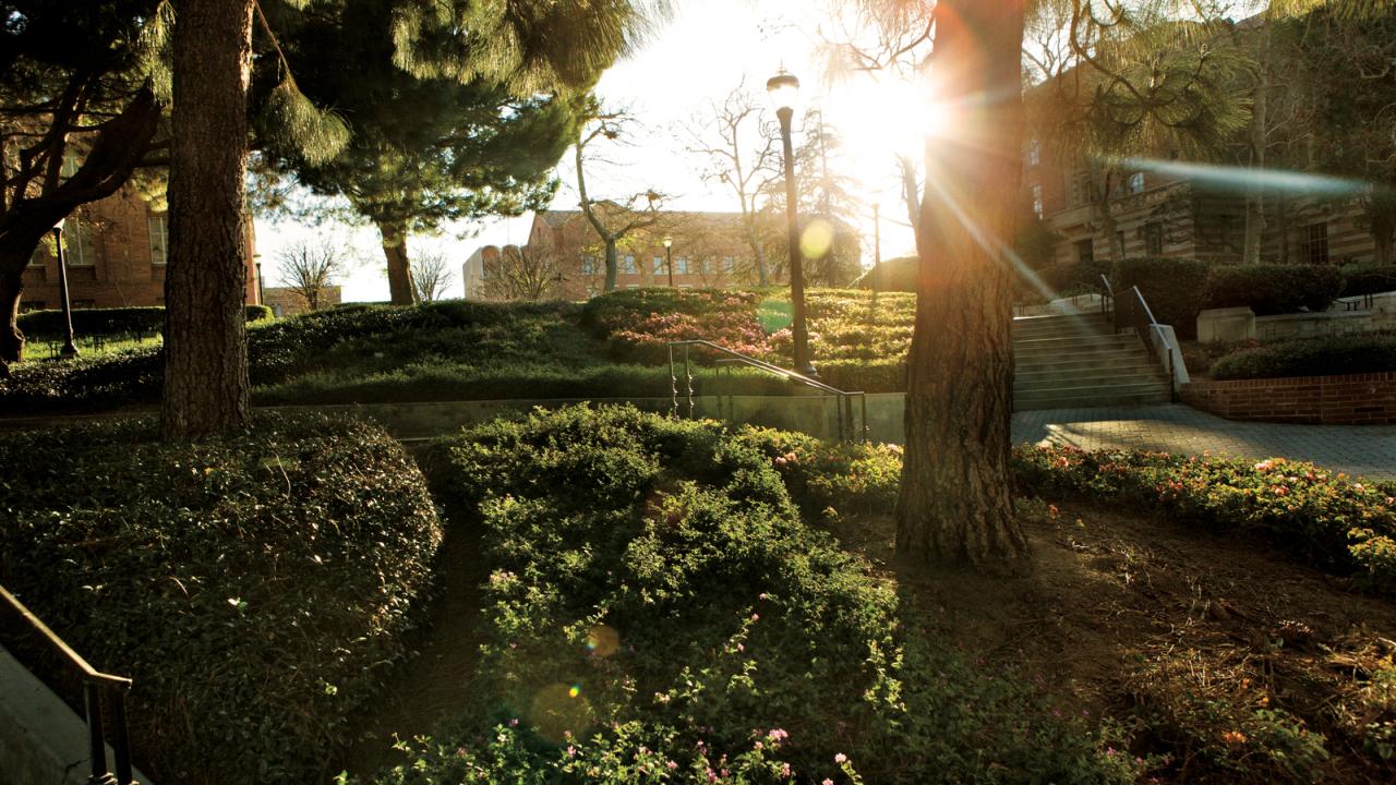 A patch of green space on UCLA campus at sunset.