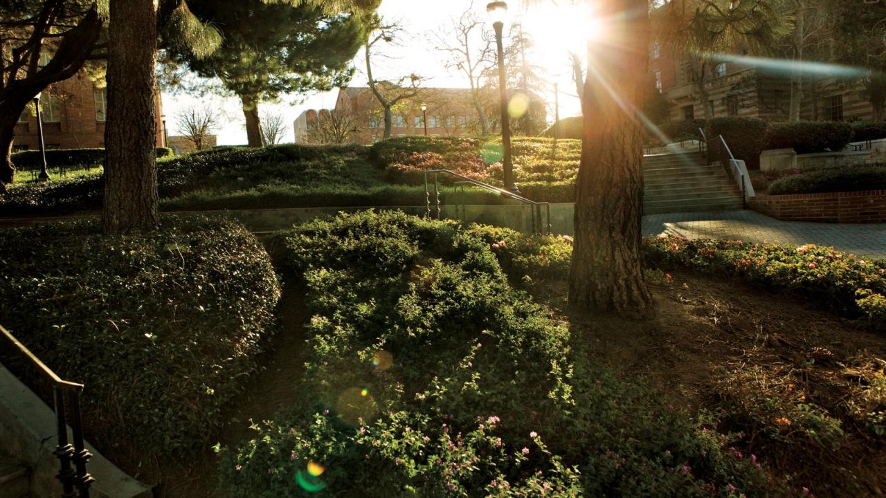 Sunlight filtering through trees in a serene garden setting.
