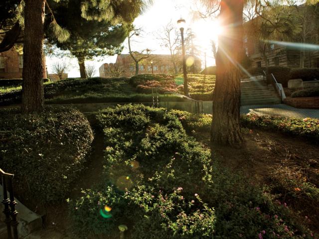Sunlight filtering through trees in a serene garden setting.